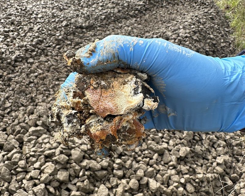 Scale and biofilm on limestone, September 2023
